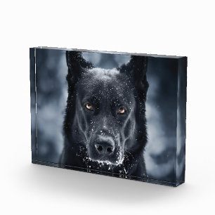Bloc Photo Black German Shepherd