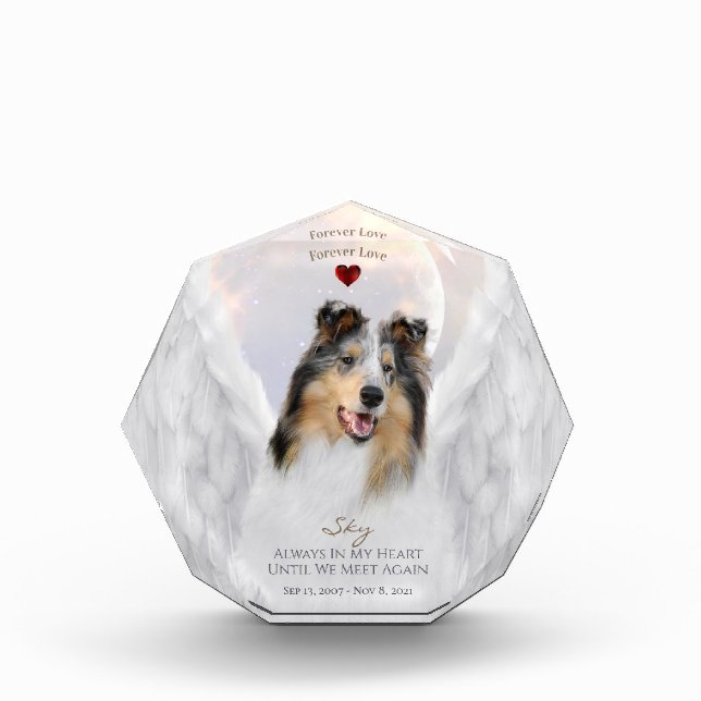Bloc Photo Blue Merle Collie Angel Portrait - Pet Memorial (Devant)