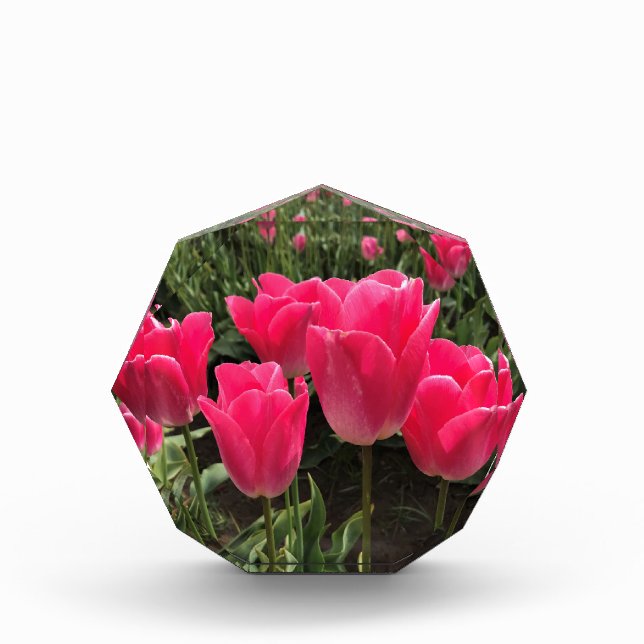 Bloc Photo Bolray Price Tulips (Devant)