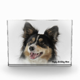 Bloc Photo Border Collie