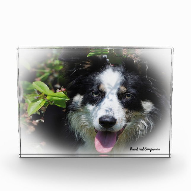 Bloc Photo Border Collie Chien (Devant)
