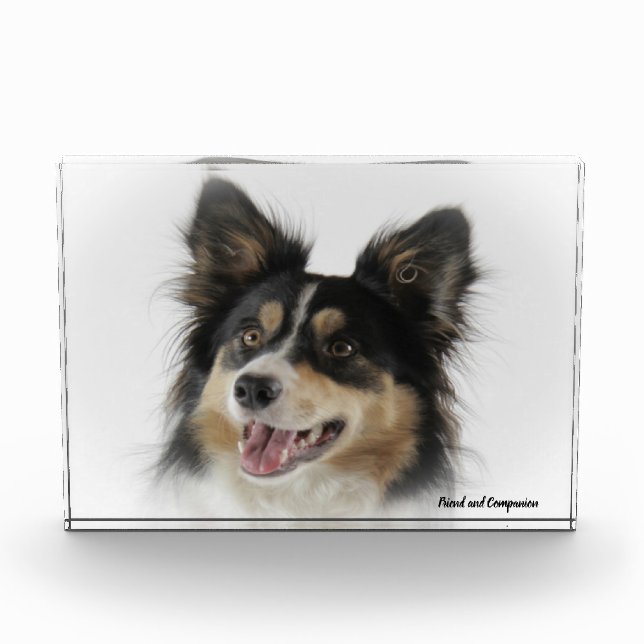 Bloc Photo Bordure Collie Chien (Devant)