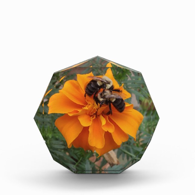 Bloc Photo Bourdons sur une fleur de souci (Devant)