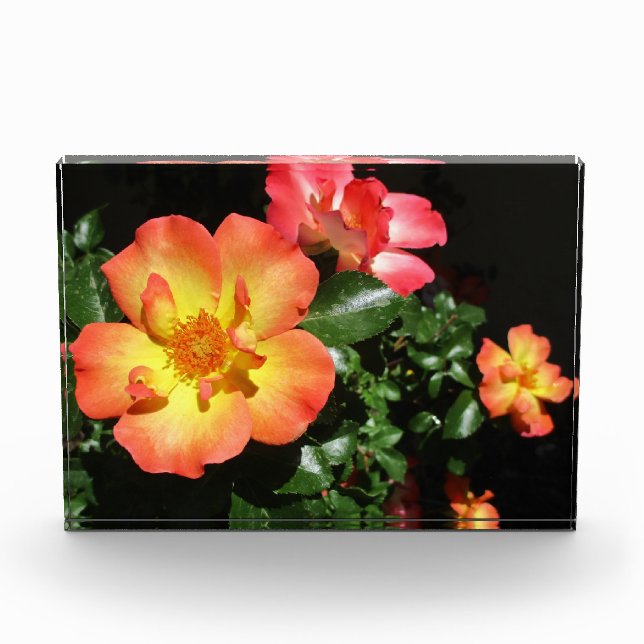 Bloc Photo Bright Orange Roses - Dark Aspect (Devant)