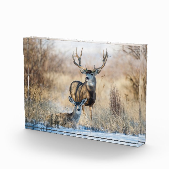 Bloc Photo Buck Couple | Cerf mulet (Droite)