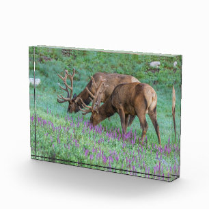 Bloc Photo Bull Elks Rocky Mountain National Park, Colorado