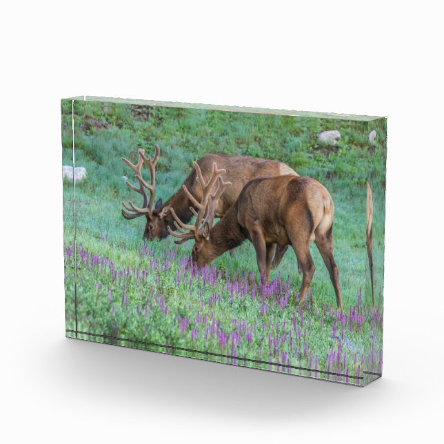 Bloc Photo Bull Elks Rocky Mountain National Park, Colorado (Droite)