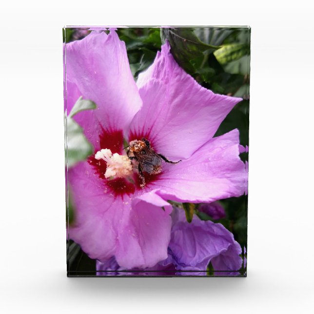Bloc Photo Bumblebebe sur la fleur d'Hibiscus (Devant)