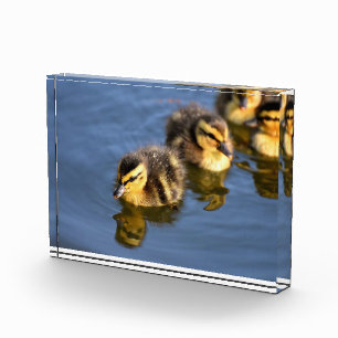 Bloc Photo Canards mignons à nager