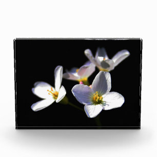 Bloc Photo Cardamine Pratensis Fleurs pbcna