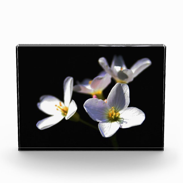 Bloc Photo Cardamine Pratensis Fleurs pbcna (Devant)