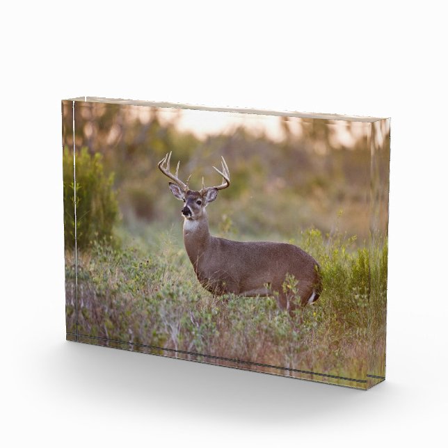 Bloc Photo Cerf à queue blanche | Automne au Texas (Droite)