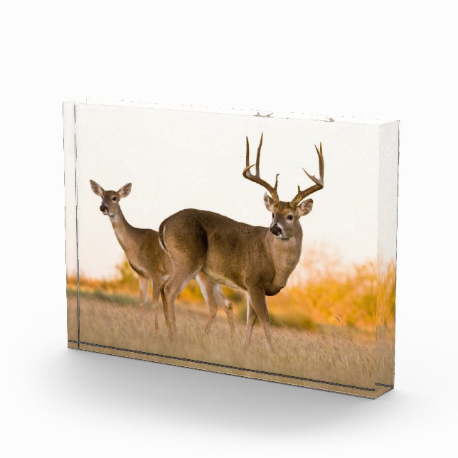 Bloc Photo Cerf à queue blanche | Automne au Texas (Droite)