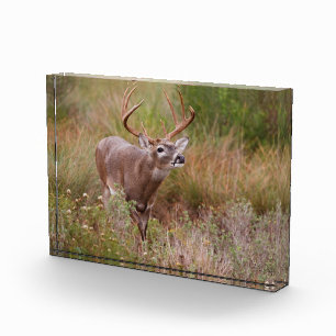 Bloc Photo Cerf à queue blanche en automne au Texas