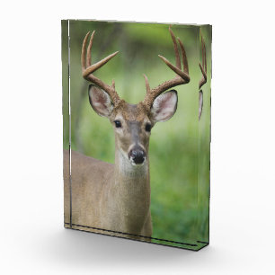 Bloc Photo Cerf à queue blanche   Hill Country, Texas