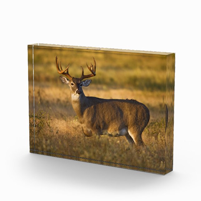 Bloc Photo Cerf à queue blanche | Sud du Texas (Droite)