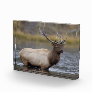 Bloc Photo Cerf élaphe traversant   Parc national de Yellowst