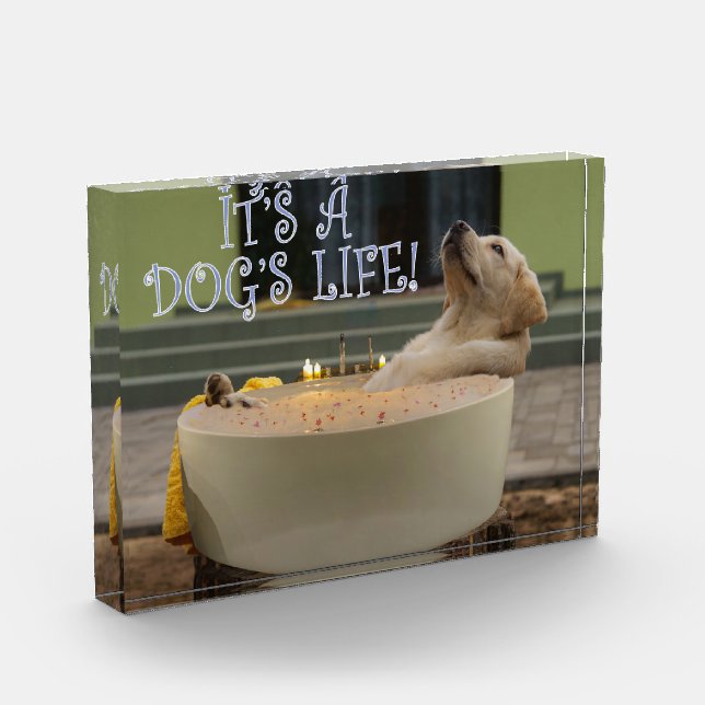 Bloc Photo C'est une vie de chien (Gauche)