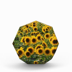 Bloc Photo Champ de tournesols