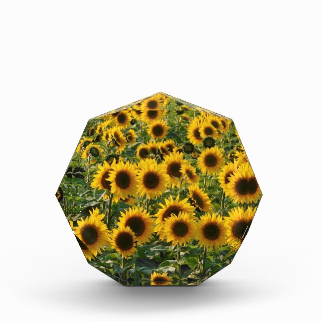 Bloc Photo Champ de tournesols (Devant)