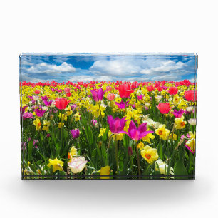 Bloc Photo Champ de tulipes
