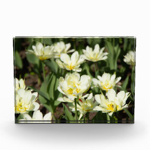 Bloc Photo Champ de tulipes blanches Photo