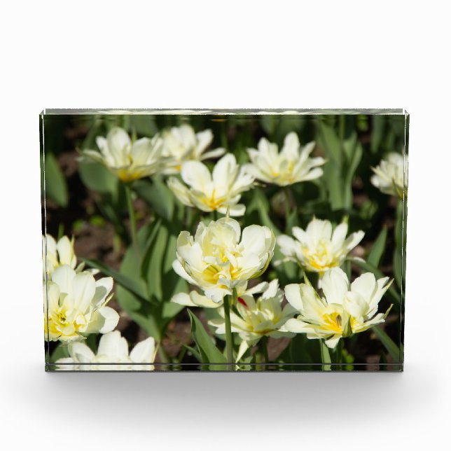 Bloc Photo Champ de tulipes blanches Photo (Devant)