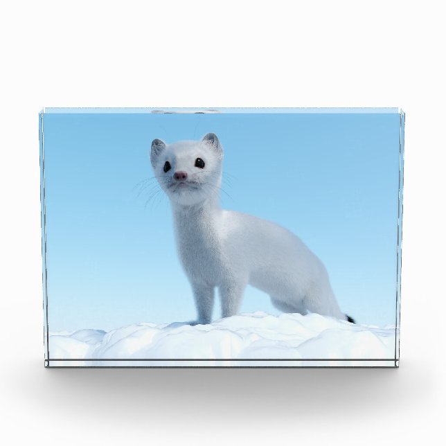 Bloc Photo Charme de la belette arctique (Devant)