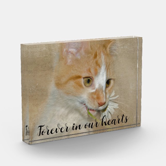 Bloc Photo Chat avec Daisy Pet Memorial (Gauche)