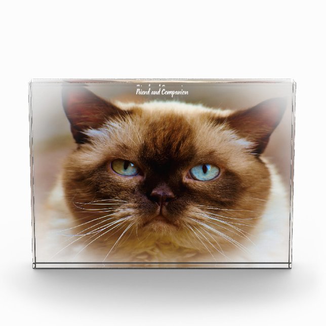 Bloc Photo Chat British Shorthair (Devant)