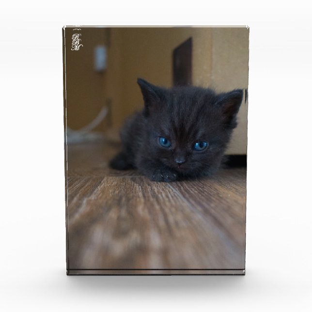 Bloc Photo Chaton noir (Devant)