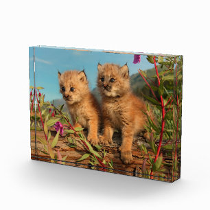 Bloc Photo Chatons Lynx Canadien, Alaska