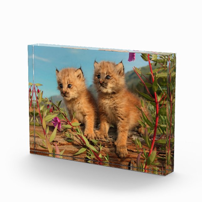 Bloc Photo Chatons Lynx Canadien, Alaska (Droite)