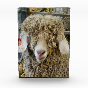 BLOC PHOTO CHÈQUE CUTE