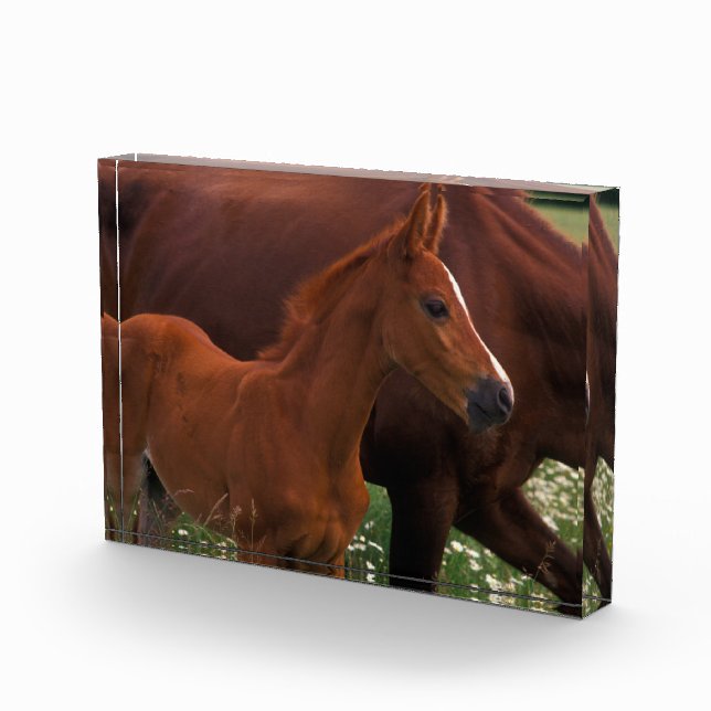 Bloc Photo Cheval Arabe près de Mère (Droite)