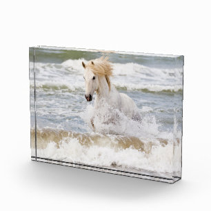 Bloc Photo Cheval Camargue dans le ressac
