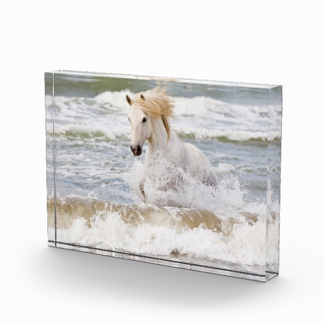 Bloc Photo Cheval Camargue dans le ressac (Droite)