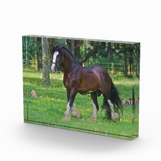 Bloc Photo Cheval Clydesdale (Droite)
