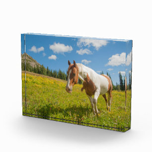 Bloc Photo Cheval curieux dans une prairie alpine en été