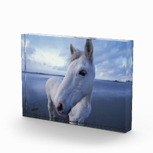Bloc Photo Cheval de Camargue