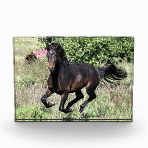 Bloc Photo Cheval de châtaignier à galop
