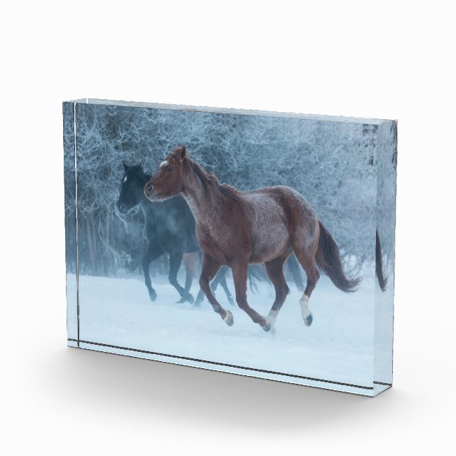 Bloc Photo Cheval Drive (Droite)