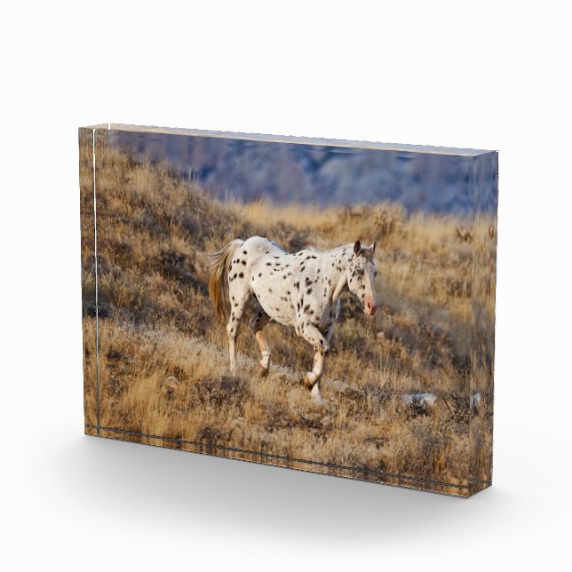 Bloc Photo Cheval errant dans les collines pittoresques de Bi (Droite)