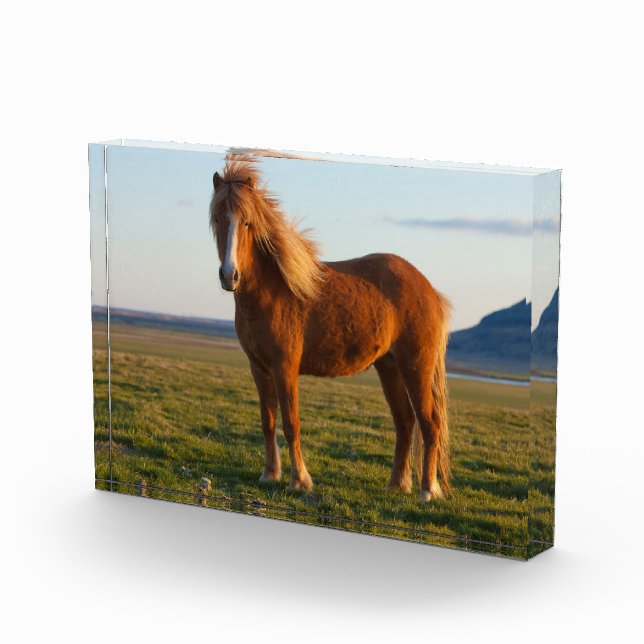 Bloc Photo Cheval islandais au soleil couchant (Droite)