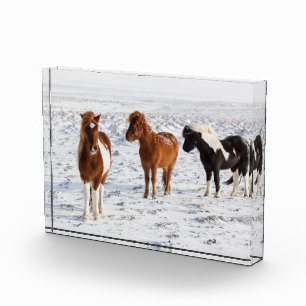 Bloc Photo Cheval islandais avec pelage d'hiver typique
