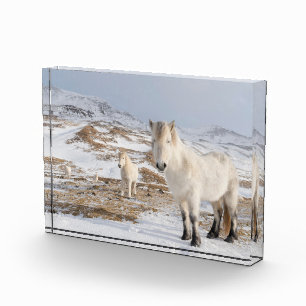 Bloc Photo Cheval islandais Blonduos, Islande