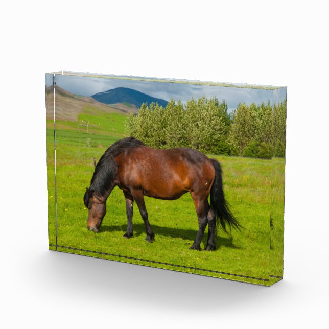 Bloc Photo Cheval islandais de Mossfellsbaer (Droite)