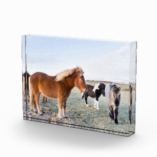 Bloc Photo Cheval islandais en hiver en Islande