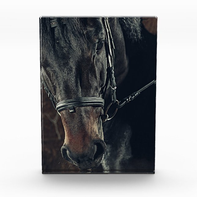 Bloc Photo Cheval noir (Devant)