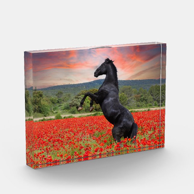 Bloc Photo Cheval Noir Dans Le Champ De Pavot (Gauche)